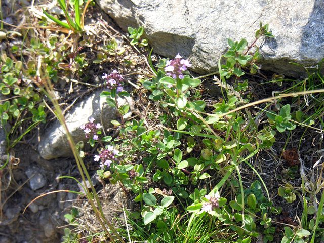 Serpollino per identificazione - Thymus sp.